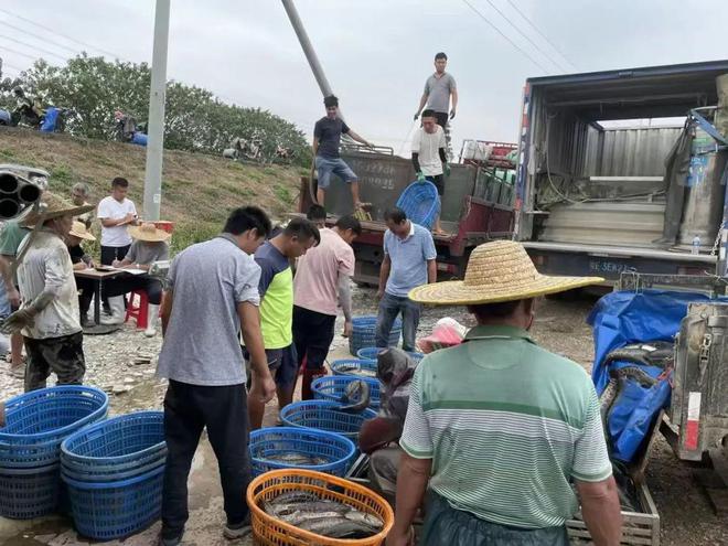 起死回生！这条大鱼有希望了！加工厂复工中鱼回涨05元斤行业洗牌加速！(图2)